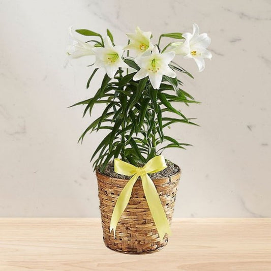 Easter Lily Plant
