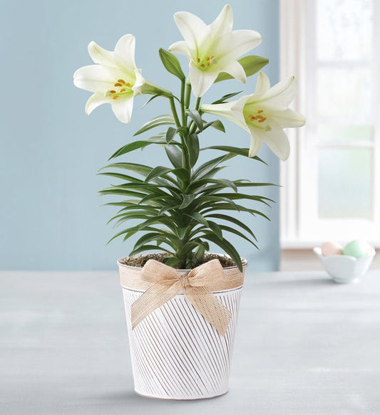 Easter Blessing Lily