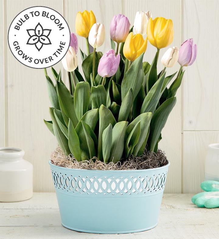 Sweet Spring Tulip Bulb Garden