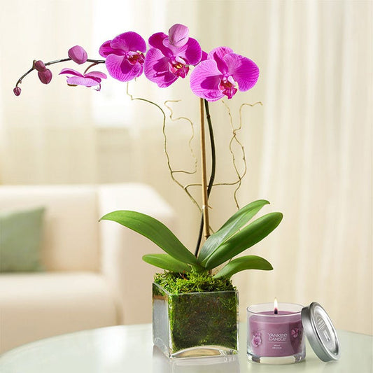 Purple Phalaenopsis Orchid