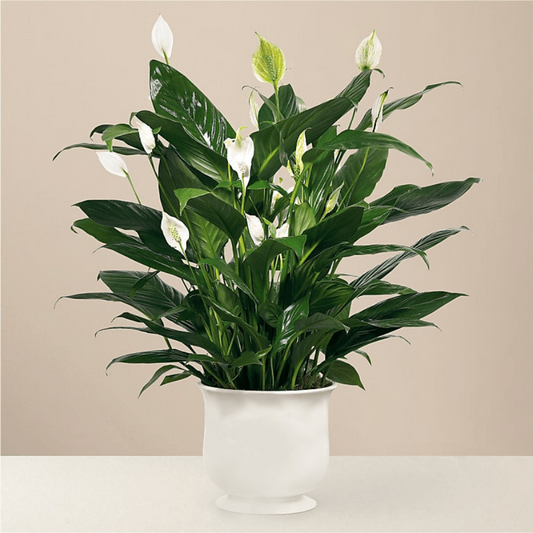Comfort Planter Spathiphyllum